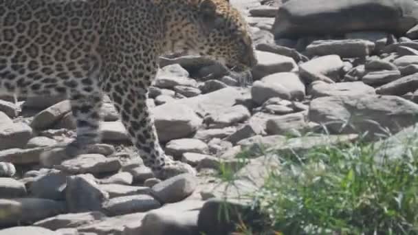 Rastreo de un leopardo caminando a lo largo de un lecho de arroyo en Masai mara — Vídeo de stock