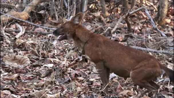 Bir erkek dhole, Tadoba ahdhari kaplan koruma alanında oturur. — Stok video