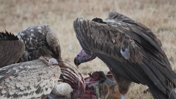 Clip al rallentatore di avvoltoi che combattono per una carcassa a Masai Mara- 180p — Video Stock