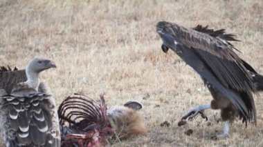 Masai Mara 'da yürüyen bir akbabanın yavaş çekim çekimi.