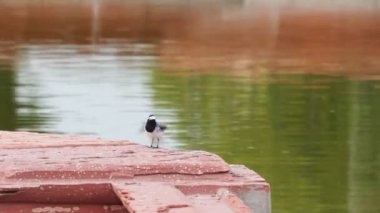 Delhi 'de bir çeşmede yıkanan beyaz kaşlı dalgakuyruklu... 4K 60p