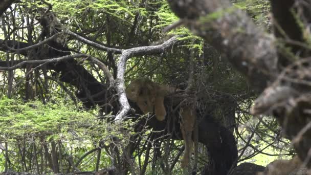 Młody lew odpoczywa podczas upału dnia na drzewie nad jeziorem Manyara — Wideo stockowe
