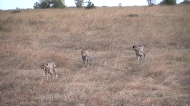 Three cheetah cubs approaching at masai mara — Stock Video