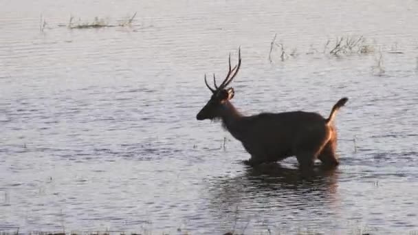 Rastreamento tiro de veados sambar vadear no lago tadoba — Vídeo de Stock