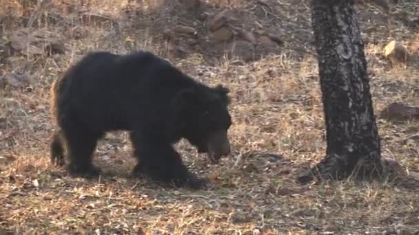 Tracking clip van een luiaard beer nadert bij tadoba — Stockvideo