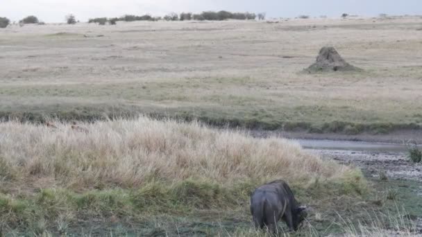 Il bufalo africano cammina verso leoni che lo perseguitavano a masai mara, kenya — Video Stock