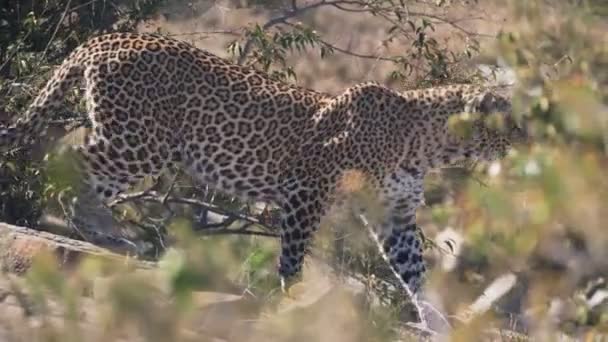 4K 60p Nahaufnahme eines Leoparden, der hinter Büschen in der Masai Mara wandelt — Stockvideo