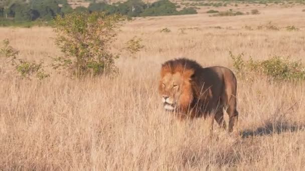 Vista da vicino di un leone maschio che si avvicina a masai mara in kenia- 4K 60p — Video Stock