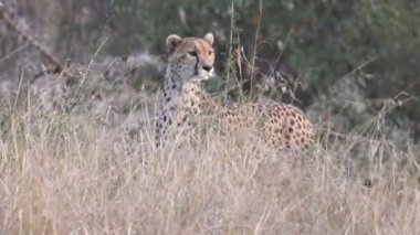 Masai Mara 'da başı uzun otların üzerinde dişi çita... 4K 60p