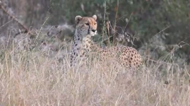 Żeński gepard z głową nad długą trawą na Masai Mara - 4K 60p — Wideo stockowe