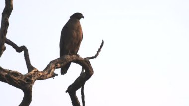 Yılan kartal Tadoba ve kaplan koruma alanındaki bir ağaca tünedi.
