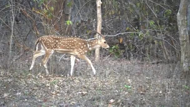 Spårningsklipp av en fläckig hjort i en skog i Tadoba i Indien — Stockvideo