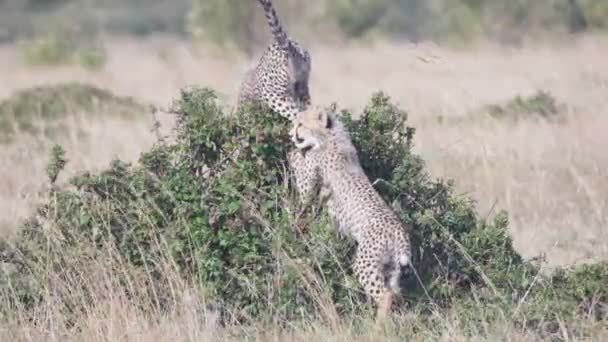 Dois filhotes de chita jogando no masai mara- 4K 60p — Vídeo de Stock