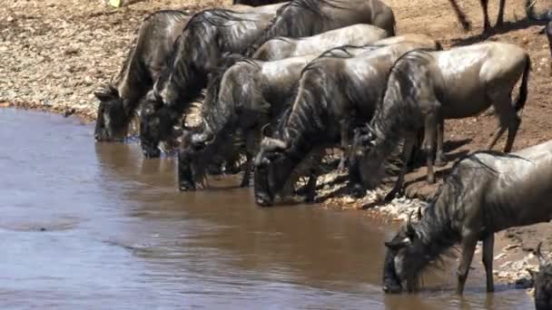 Mara nehrinden su içen antiloplara yaklaş. — Stok video