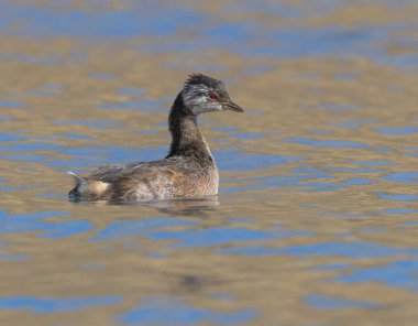 Torres del Paine Ulusal Parkı, Şili, Patagonya 'da laguna azul üzerinde yüzen beyaz tüylü bir yunusun yan görüntüsü.