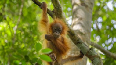 Sumatra, Endonezya 'daki Gunung Leuser Ulusal Parkı' nda bir dala asılmış bir bebek orangutanın yakın plan fotoğrafı.