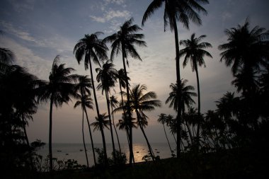 Sahilde palmiye ağaçları