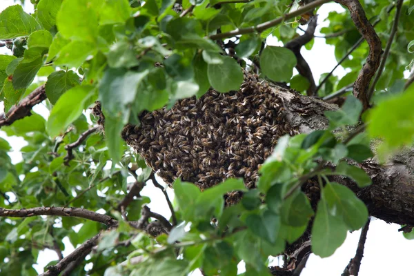 Reproduction of bees swarming — Stock Photo, Image