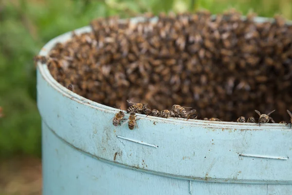 Reproductie van zwermen bijen — Stockfoto