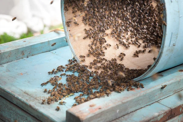 Reproductie van zwermen bijen — Stockfoto