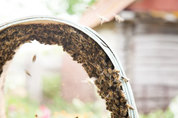 Αναπαραγωγή των μελισσών σμήνη — Φωτογραφία Αρχείου
