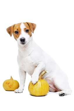 Köpek Oluşturucu araçları ile