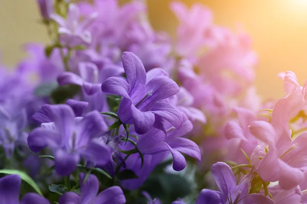 私の好きな花. — ストック写真