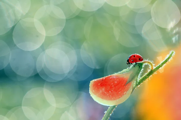 Küçük kırmızı uğur böceği — Stok fotoğraf