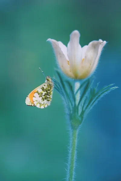 Gourmet of the nectar 6 — Stock Photo, Image