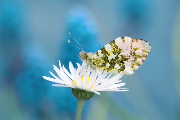 Gourmet of the nectar 5 — Stock Photo, Image