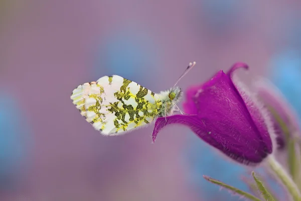 Gastronomische van de nectar 2 — Stockfoto