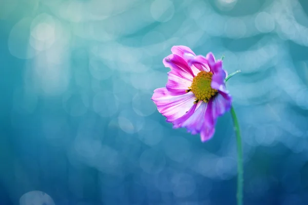 Blume aus dem Garten . — Stockfoto