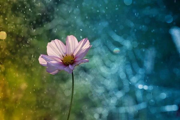 Virág a kertből . — Stock Fotó