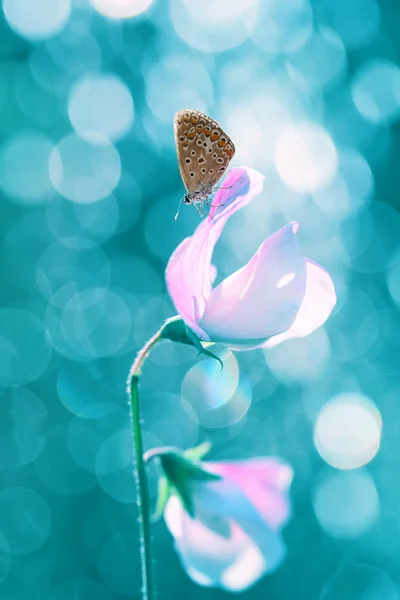 Schmetterling auf der Blume — Stockfoto