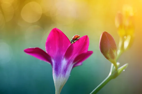 2 花の中を歩く — ストック写真