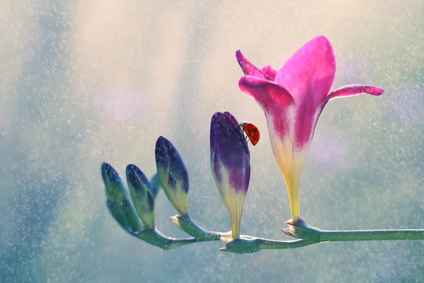 Caminhe na flor — Fotografia de Stock