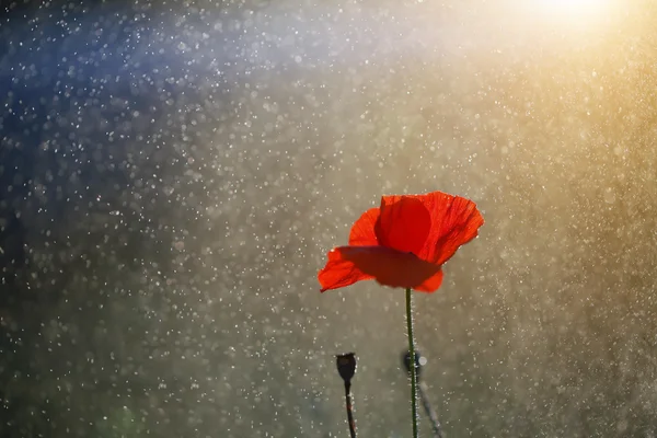 Una amapola roja solitaria — Foto de Stock