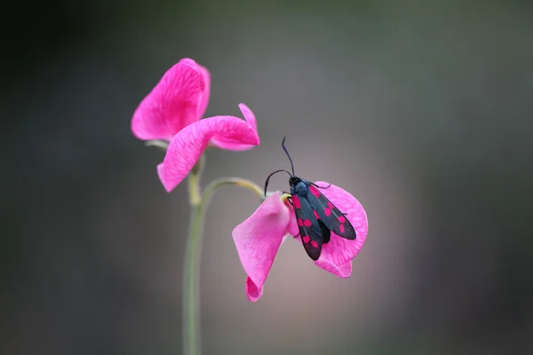 Polilla nocturna en reposo . —  Fotos de Stock