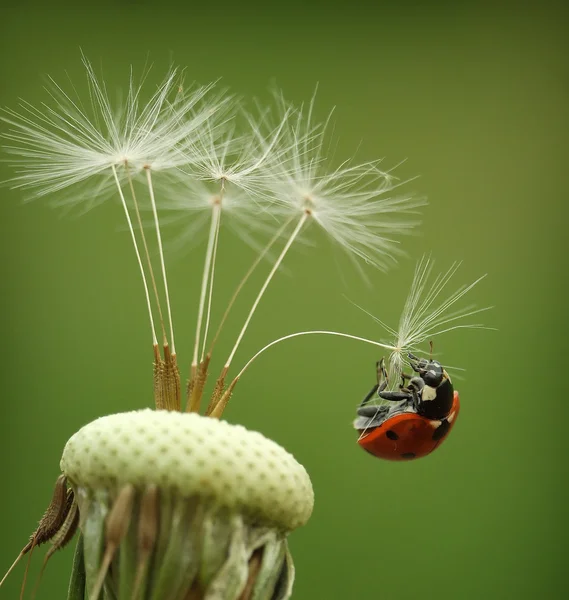 Before falling to the ground — Stock Photo, Image