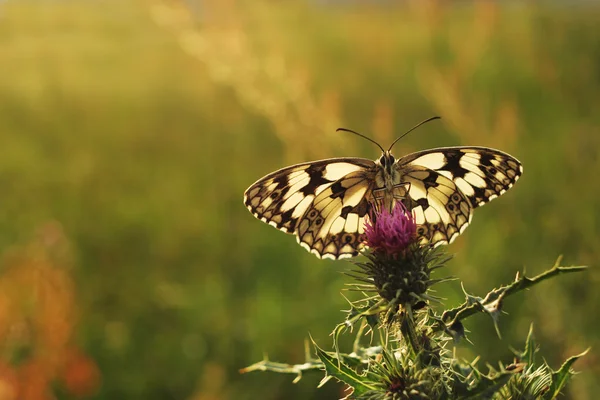 Pillangó kiemelte az esti fényben — Stock Fotó