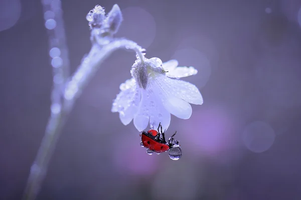 从她头上滴 — 图库照片