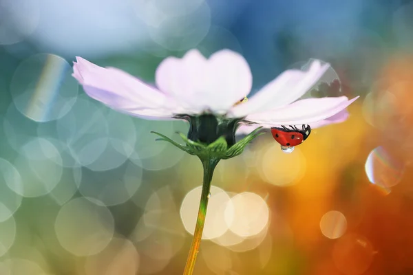 Under a beautiful umbrella — Stock Photo, Image