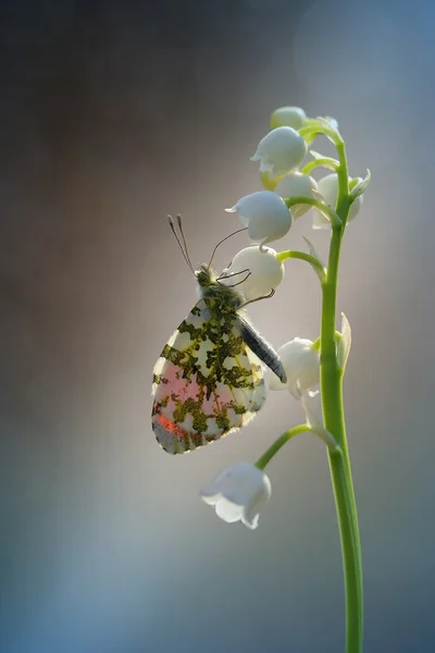 Gustul minunat al nectarului — Fotografie, imagine de stoc