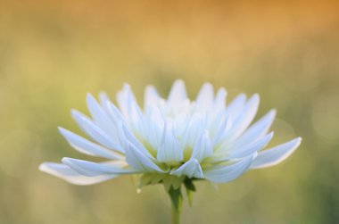 Güzel büyük dahlia