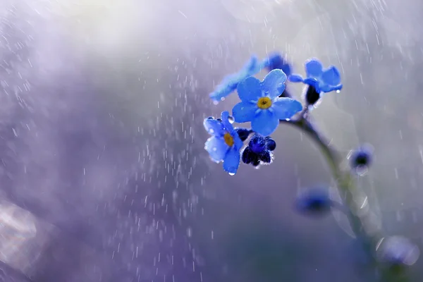 Mavi küçük güzel — Stok fotoğraf