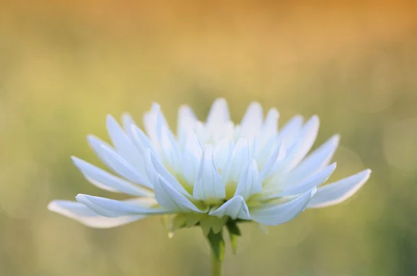 Güzel büyük dahlia