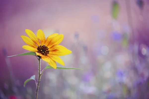 Bellissimo girasole decorativo — Foto Stock