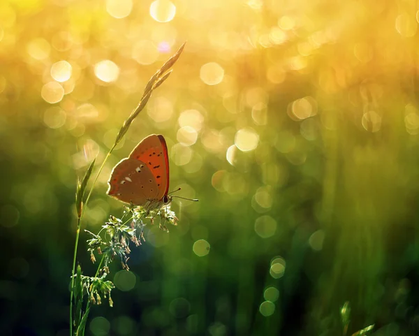 Bath in the morning dew — Stock Photo, Image