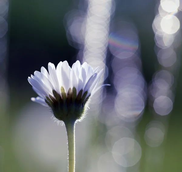 Marguerite aux pétales blancs — Photo