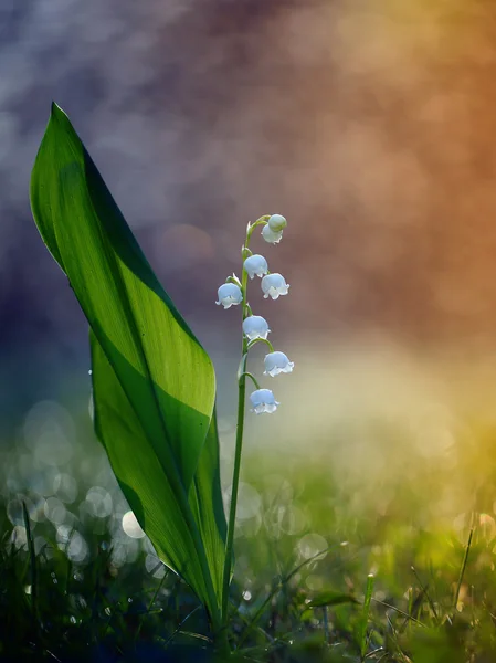 Lily of the valley op ontwaken van de dag. — Stockfoto